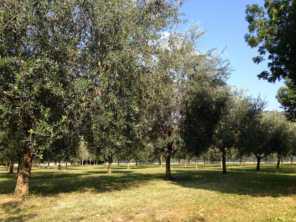 Agriturismo Corte Moranda Verona Ngoại thất bức ảnh